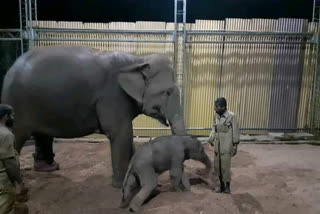 Lakshmi elephant