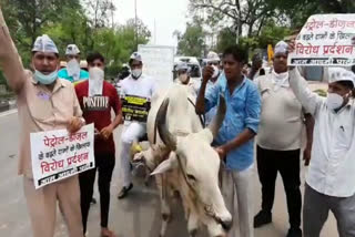 AAP MLA demonstrated with bullock cart in Tughlakabad