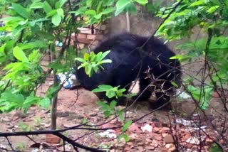 Bears found in Singaltoli