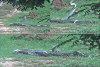 two snakes playing on a field