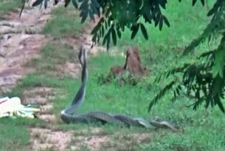 two snakes playing on a field