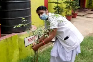 plantation on occasion of  Doctor's Day in  korba Health Center