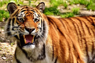 Tadoba Sanctuary is open for tourists from today in chandrapur