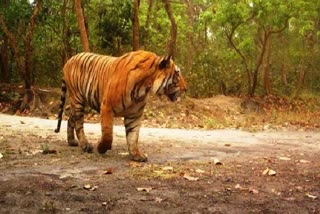 Fourth Tiger Reserve of Rajasthan, Ramgarh Poisonous Wildlife