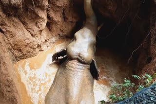 Wild Elephant fell Into Well Was Rescued