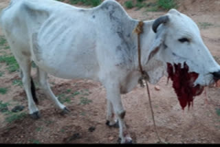 A bomb exploded cow injured and dead