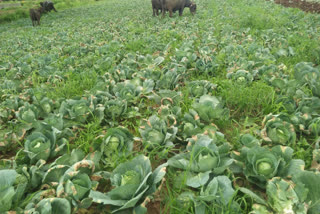 farmers who destroyed the cabbage crop