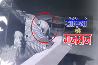 elephant climbing stairs of garjiya temple, ramnagar news