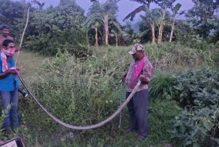 King cobra hull chal in vangar gardens