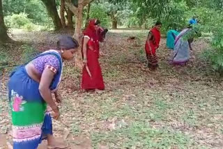 sugar apple Planting in gadchiroli district