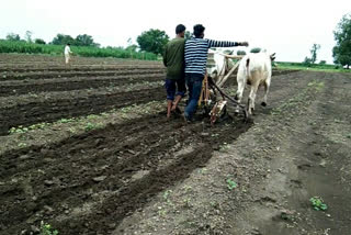 sowing picks up after rain in nagpur region