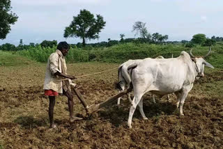 Worries of farmers have increased due to no rain IN SHAHDOL