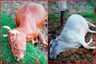 two animals died with thunderbolt at anttivalsa viiage vizainagaram district