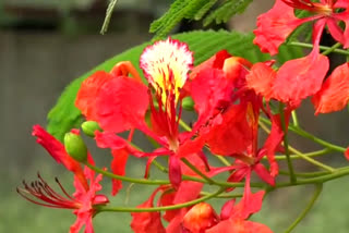 Gul mohar flower blossomed at Hubballi