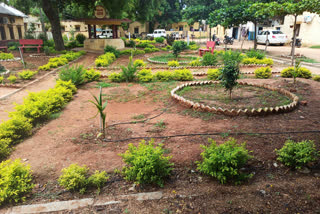 A green plantation in the barren land of the Taluk Panchayat campus