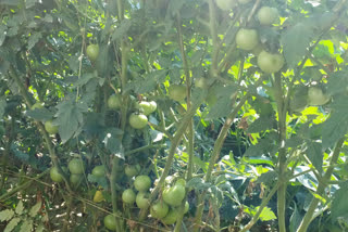 Disease in tomato crop