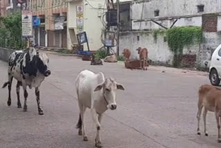 Problem of cattle moving on road