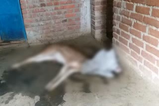 Deer died after coming out of forest in hazaribag, Deer died in hazaribag, Hazaribag Forest Department, हजारीबाग में जंगल से बाहर आने के बाद हिरण की मौत, हजारीबाग में हिरण की मौत, हजारीबाग वन विभाग