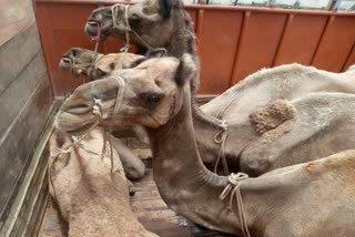 भिवाड़ी न्यूज,  4 camels in bhiwadi