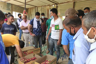 Apple season start in karsog