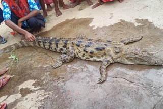 Odisha villagers kill crocodile, distribute meat