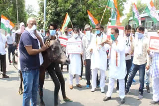 Congress protested in hisar over hike in fuel price