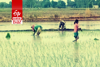 labour migration affects paddy cultivation in haryana