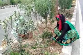 MCD is cleaning grass on dividers in South West Delhi