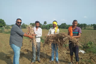 lemongrass-plantation-distributed-to-farmers-in-chhatarpur
