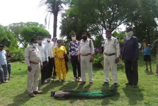 National bird's peacock suspected death