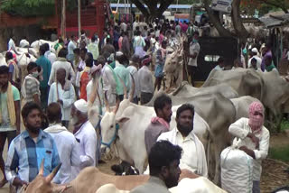 cattle fair