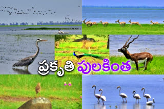 special story on beauty of nature in nizamabad