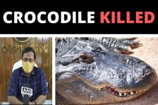 Odisha  Villagers kill crocodile  Malkangiri  Forest officer of Odisha  Odisha crime news  Coronavirus pandemic  Coronavirus scare  Coronavirus crisis  ഭുവനേശ്വർ  ഒഡീഷ  മുതലയെ ഭക്ഷണമാക്കി പ്രദേശവാസികൾ  ഫോറസ്റ്റ് ഓഫീസർ പ്രദീപ് മിറേസ്  മുതലയെ കൊന്ന് ഭക്ഷിച്ചു  ഒഡീഷ ക്രൈം വാർത്ത