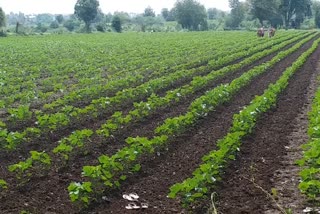 Cotton farming