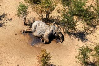 Botswana elephant death