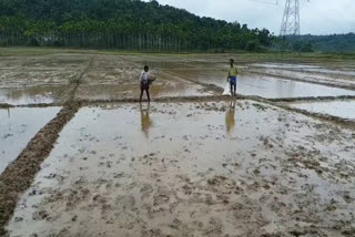 wayanad rain updates  rain decrease wayanad  wayanad farmers story  kerala rain story  വയനാട് മഴ കുറയുന്നു  കേരളത്തില്‍ മഴ കുറയുന്നു  കേരള മഴ വാർത്ത  വയനാട്ടിലെ കർഷകർ ആശങ്കയില്‍