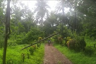 കണ്ണൂർ  kannur  elephant  ruined  farming  Aaralam farm