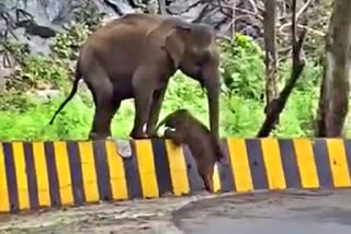 mother-elephant-helped-baby-elephant-to-climb-wall