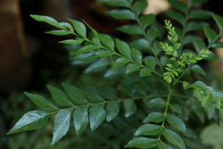 കറിവേപ്പിലയുടെ എട്ട് ഗുണങ്ങൾ  8 Benefits Of Curry Leaves  കറിവേപ്പില