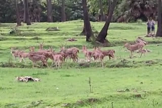 powai spotted deer news  powai mumbai news  पवई चितळ न्यूज  पवई मुंबई लेटेस्ट न्यूज