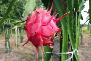 ড্ৰেগন ফলৰ উৎপাদন মৰিগাঁৱৰ যুৱ খেতিয়কৰ