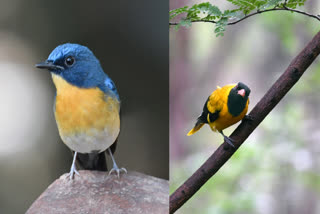 Endangered Birds are staying in Seshachalam hills, thirupathi