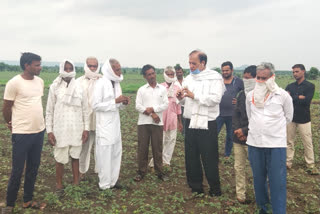 soyabean plants damaged