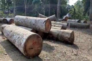 illegal wood carrying truck captured by police at naharkatia