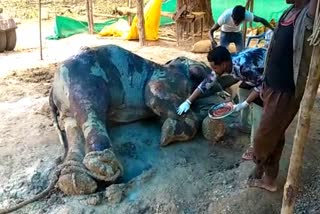 sick-elephant-has-not-recovered-in-gurma-village-since-19-days in korba