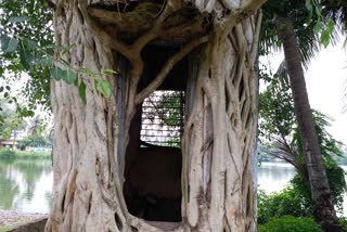 confusing tree house