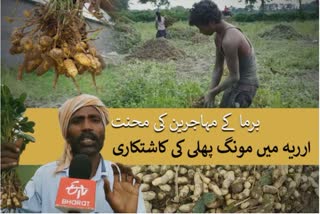 مونگ پھلی کی کاشتکاری