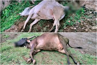 8 cows death in Chamarajanagar