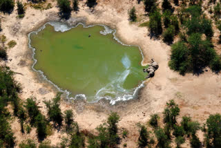 Mysterious deaths of elephants in Botswana