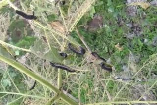 Infestation of black larvae on teak tree in Dindori and Kalvan taluka